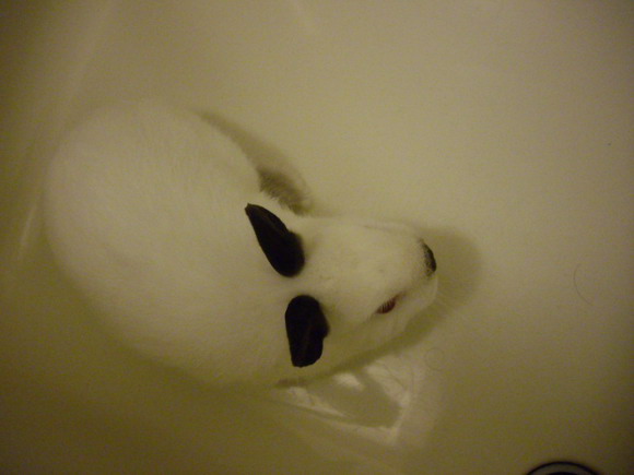 お風呂場のウサギ